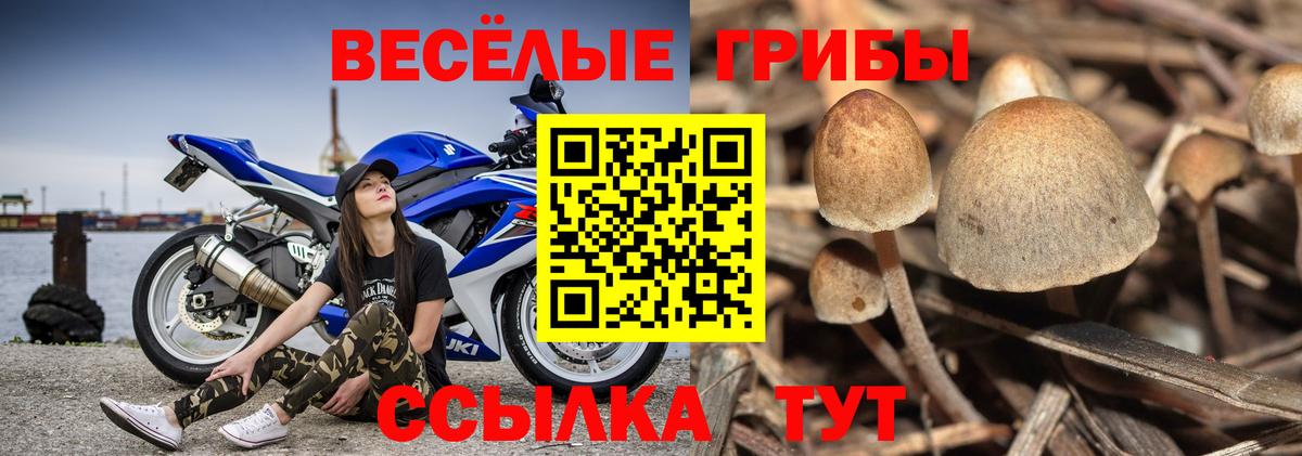 Псилоцибиновые грибы Psilocybine cubensis Щёлково